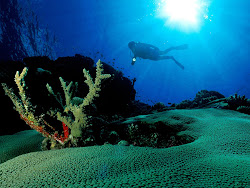 underwater scuba diving dive diver bing