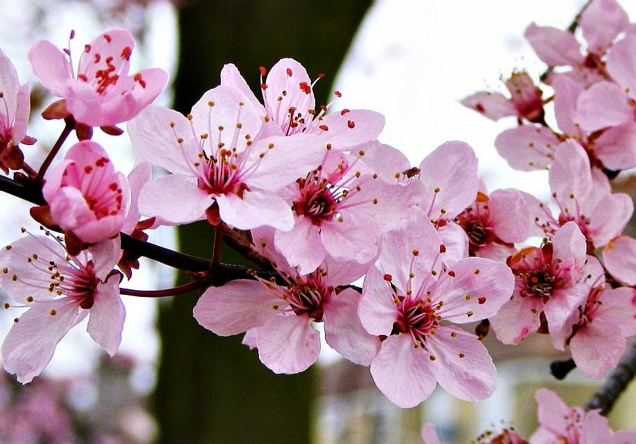 Gambar Wallpaper Bunga Sakura Jepang Cantik  Caption 