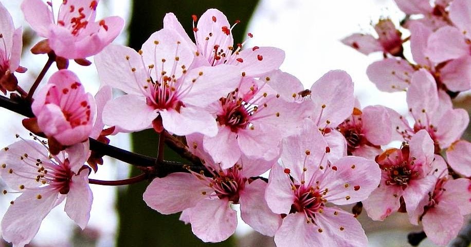 15 Paling Keren Gambar Bunga Sakura Hd