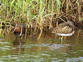 female and male Painted Snipes, preening