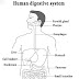 DRAW IT NEAT : How to draw human digestive system