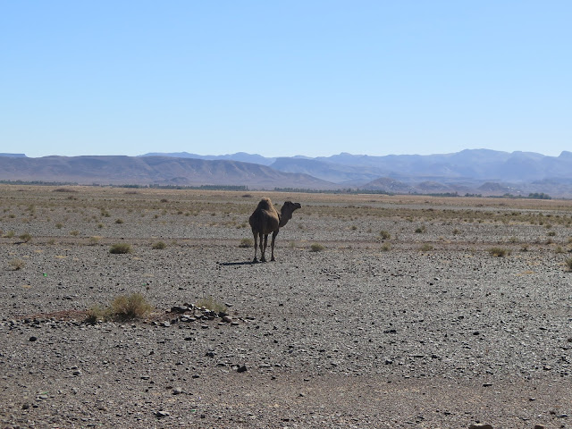 Camello en la hamada del desierto del Sáhara