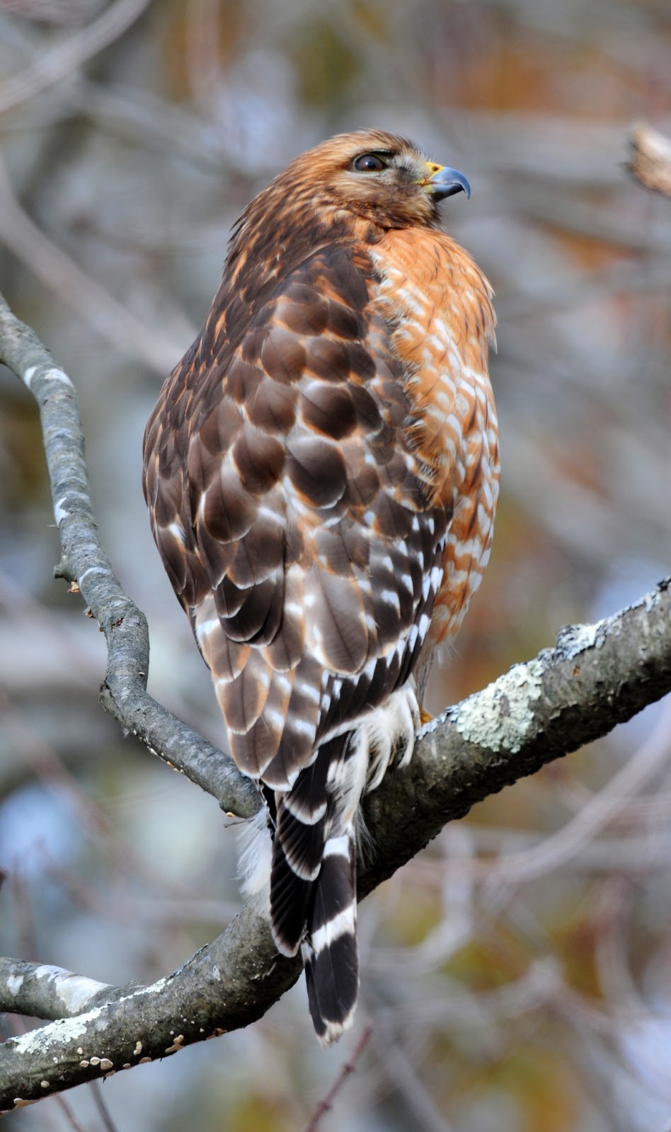 Emmitt s Teardrop Adventures Cooper s Hawk Emmitt s Teardrop Adventures Cooper s Hawk