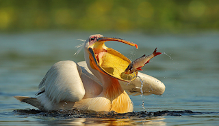 pelican fact