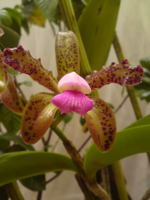 orquídea Cattleya Leopoldii