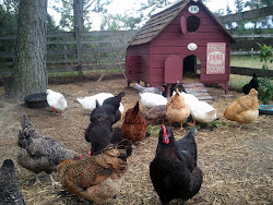 chicken coop things building chickens run roost roosts build eggs coops plans consider ducks mobile deciding diy