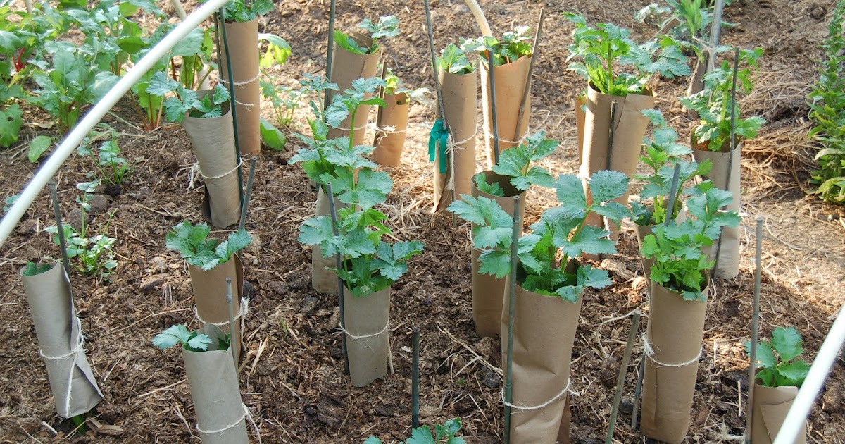 всходы петрушки корневой. сельдерей черешковый в огороде. сельдерей черешковый корень. всходы пастернака. сельдерей атлант черешковый.