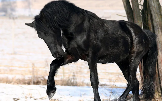 Groot zwart paard in de sneeuw