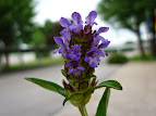 Prunella vulgaris