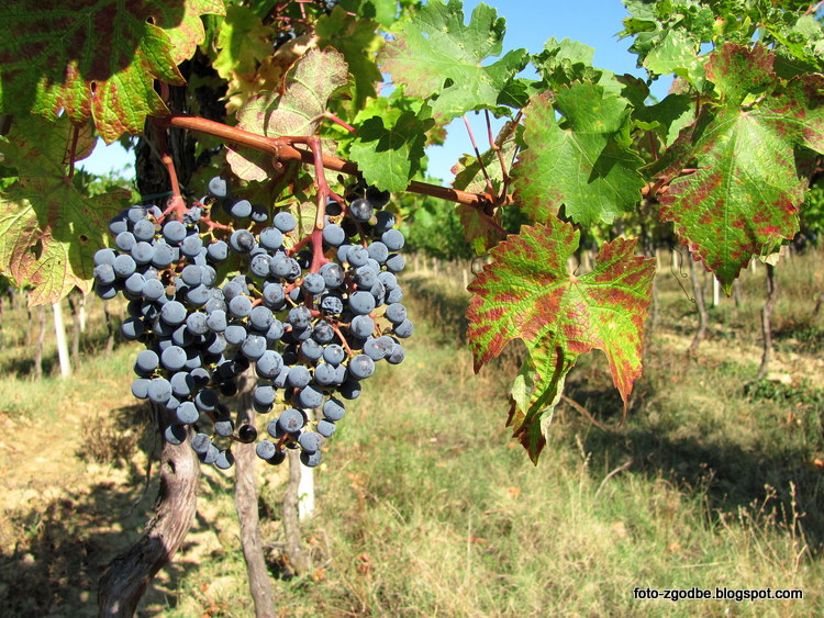 Lazaret, vinograd Slovenija, J.Primorska