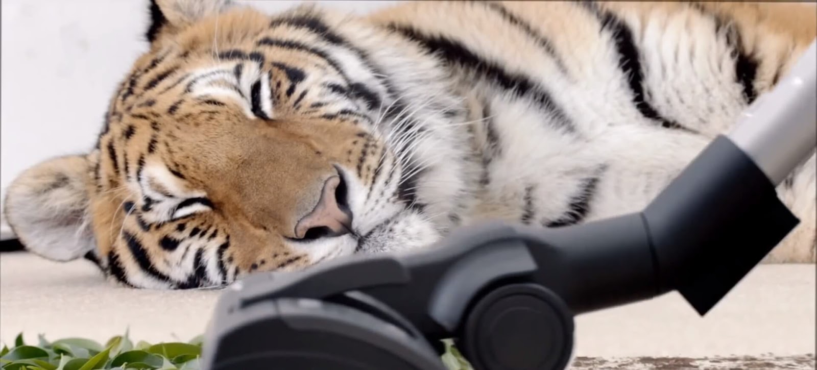 What is The Quietest Vacuum Cleaner My Vacuum Guides