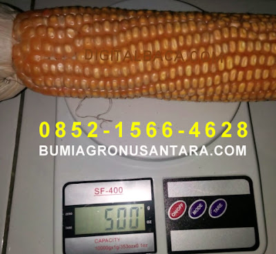 Bibit Jagung Hibrida GADA PANDAWA Kualitas Premium bibit jagung premium, jagung gada pandawa, cara membuat bibit jagung unggul sendiri, harga bibit jagung unggul, bibit jagung terbaik 2018, bibit jagung pioneer, bibit jagung terbaik 2017, benih jagung unggul terbaru, bibit jagung super jumbo, benih jagung hibrida bisi 18, benih jagung gada pandawa, benih jagung premium, jagung hibrida bisi 18, jenis jagung hibrida, budidaya jagung hibrida pdf, keunggulan jagung hibrida, umur panen jagung hibrida, manfaat jagung hibrida, teks prosedur cara menanam jagung hibrida, gambar jagung hibrida, jagung gada pandawa,