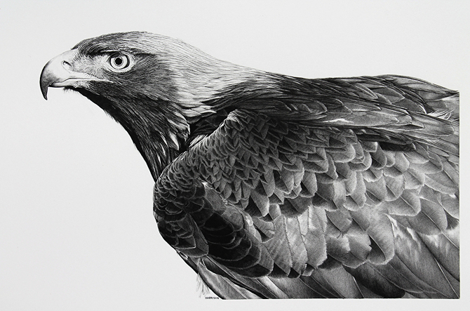 Golden Eagle Drawing Design Stack A Blog about Art Design and Architecture