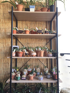 , Nuova zona di coltivazione!, diarid'orchidee
