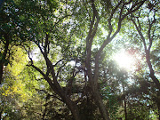 arboles ahuehuete en el bosque de chapultepec en mexico df