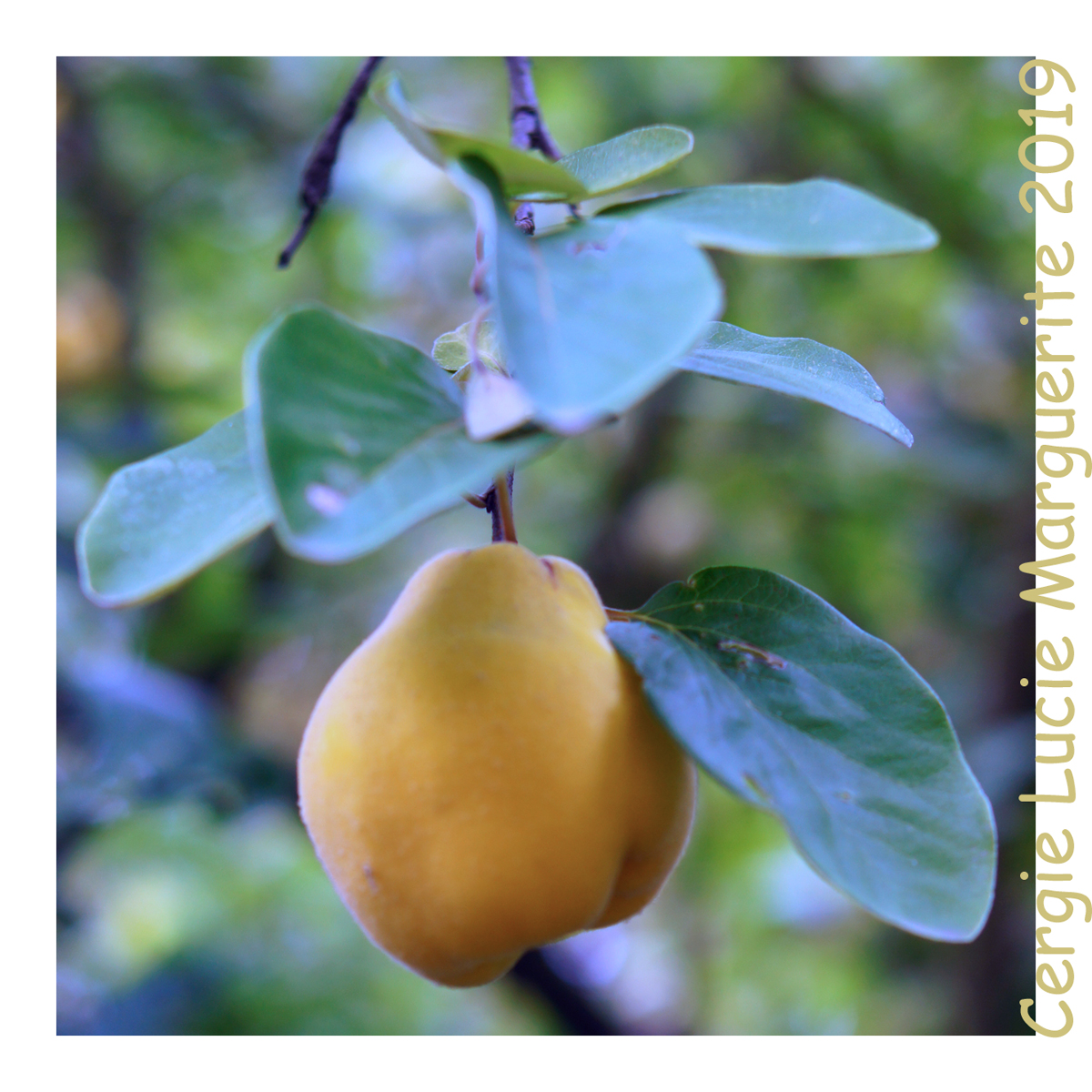 jardin de marguerite Les Pommes d'Or Golden Apples