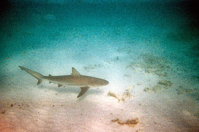 Shark near Florida Keys and Everglades National Park