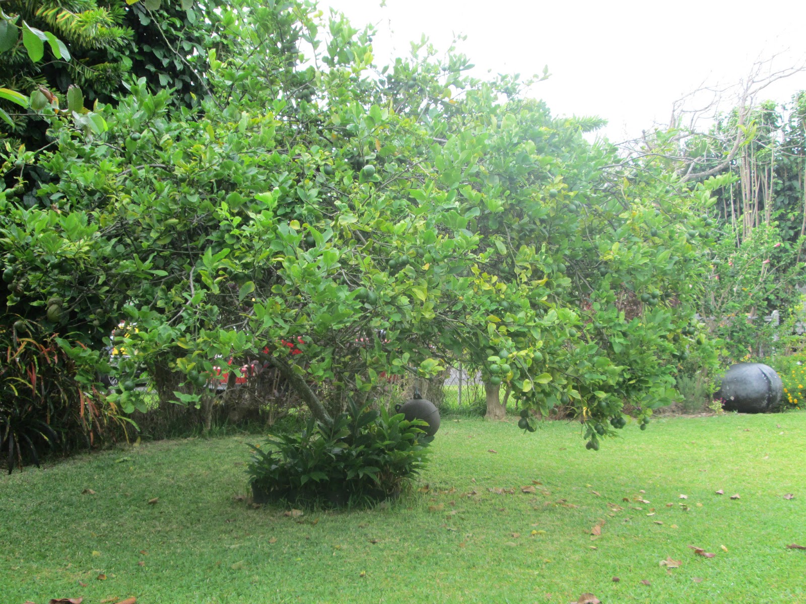 Garden Notes from Hawaii A TALE OF TWO LEMON TREES (Citrus x meyeri