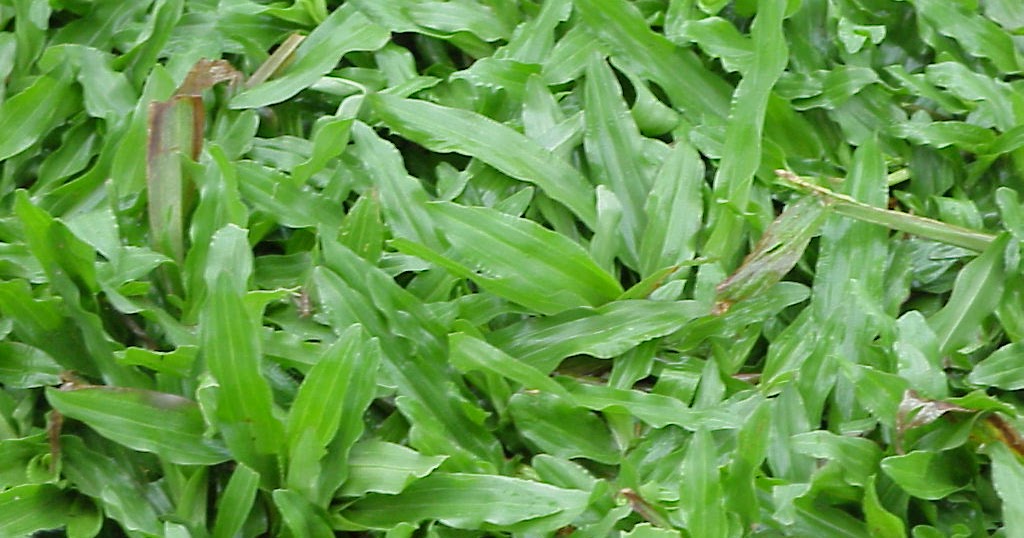 PEMBEKAL RUMPUT MALAYSIA AXONOPUS COMPRESSUS / COW GRASS