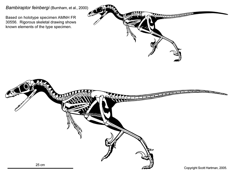 bambiraptor.jpg