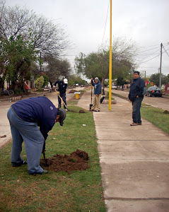 Plantación de árboles