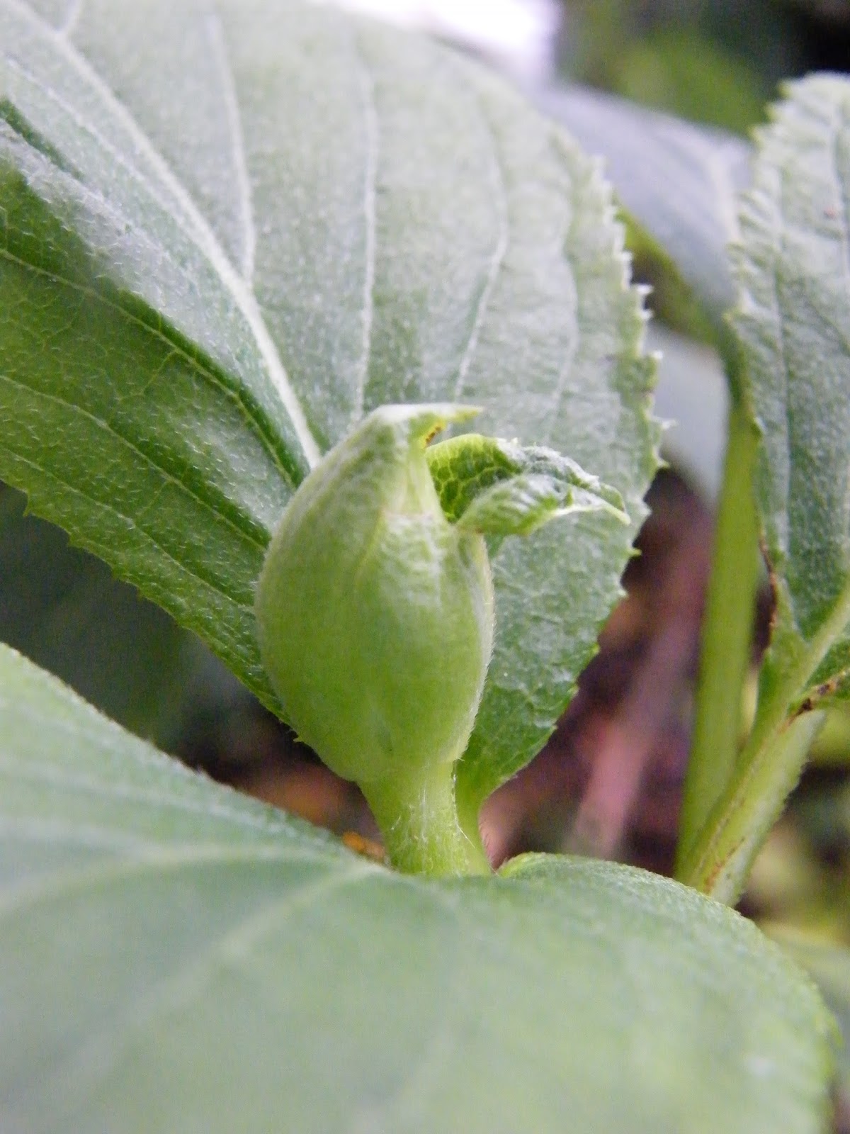 Le Jardin De Doudou Apres La Canicule