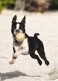 BoStoN TeRrIeR 