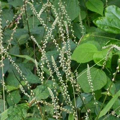 cây cỏ xước chữa bệnh thoái hóa đốt sống cổ