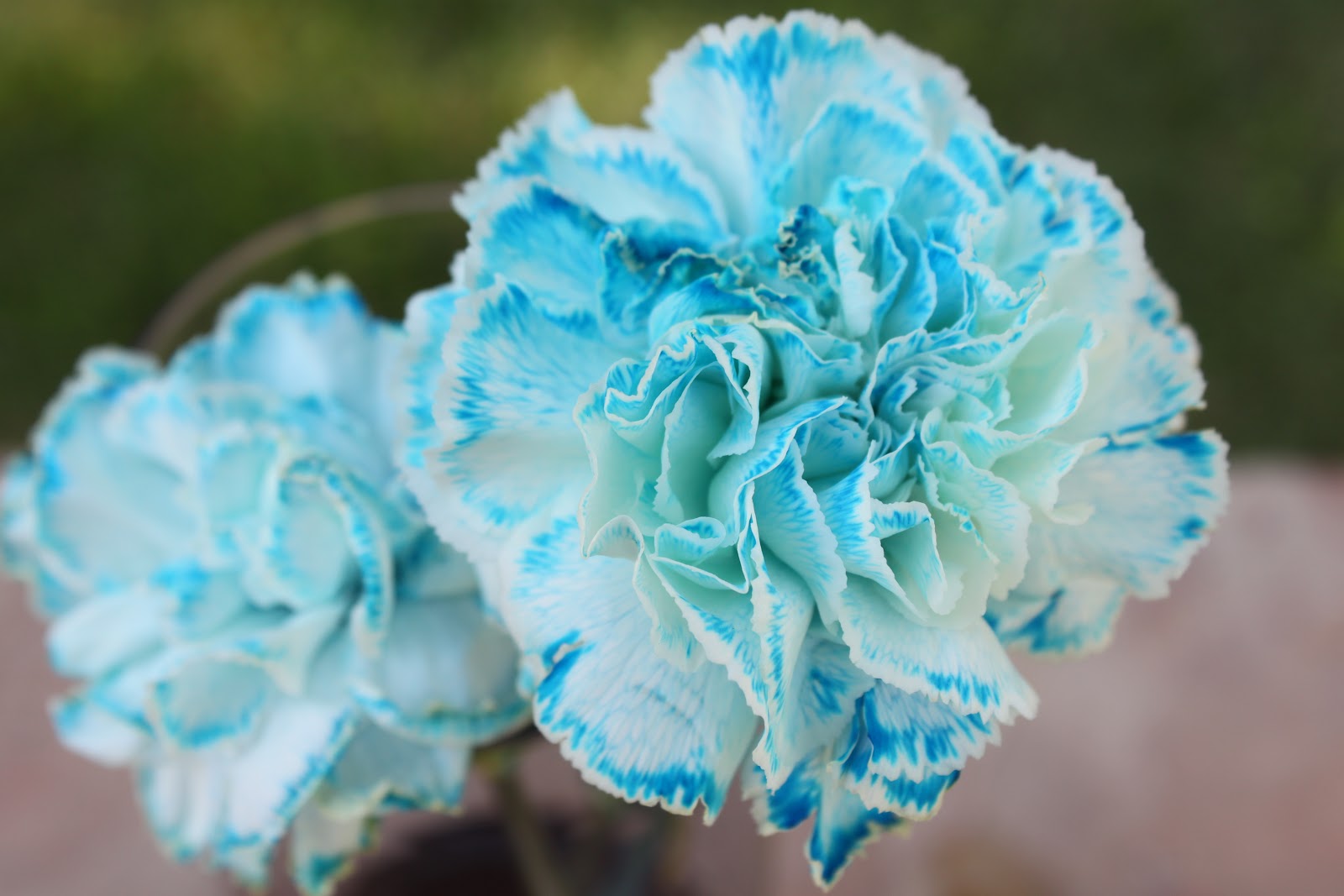 Blue Carnations 70