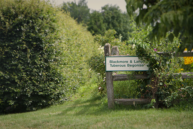 Camellia X Williamsii Shrub Stock Photos Camellia X Williamsii