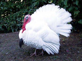 Kalkun White Holland Dewasa Jantan