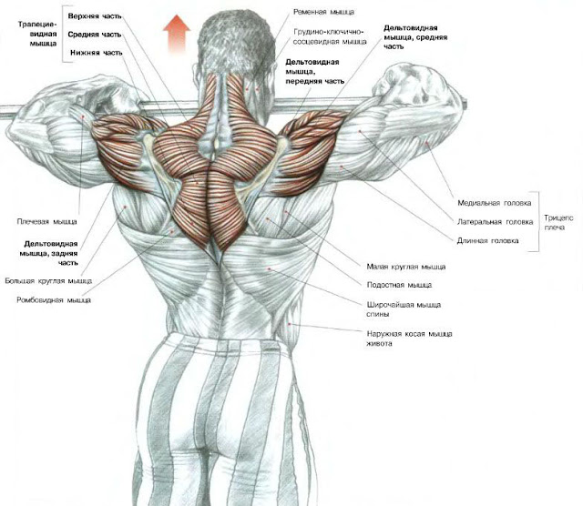 ���� ������ Testosteron E 250: ����.