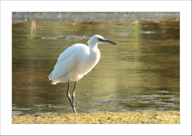 un grand échassier blanc sur le bord d ela loire  il s'agit d'une aigrette 