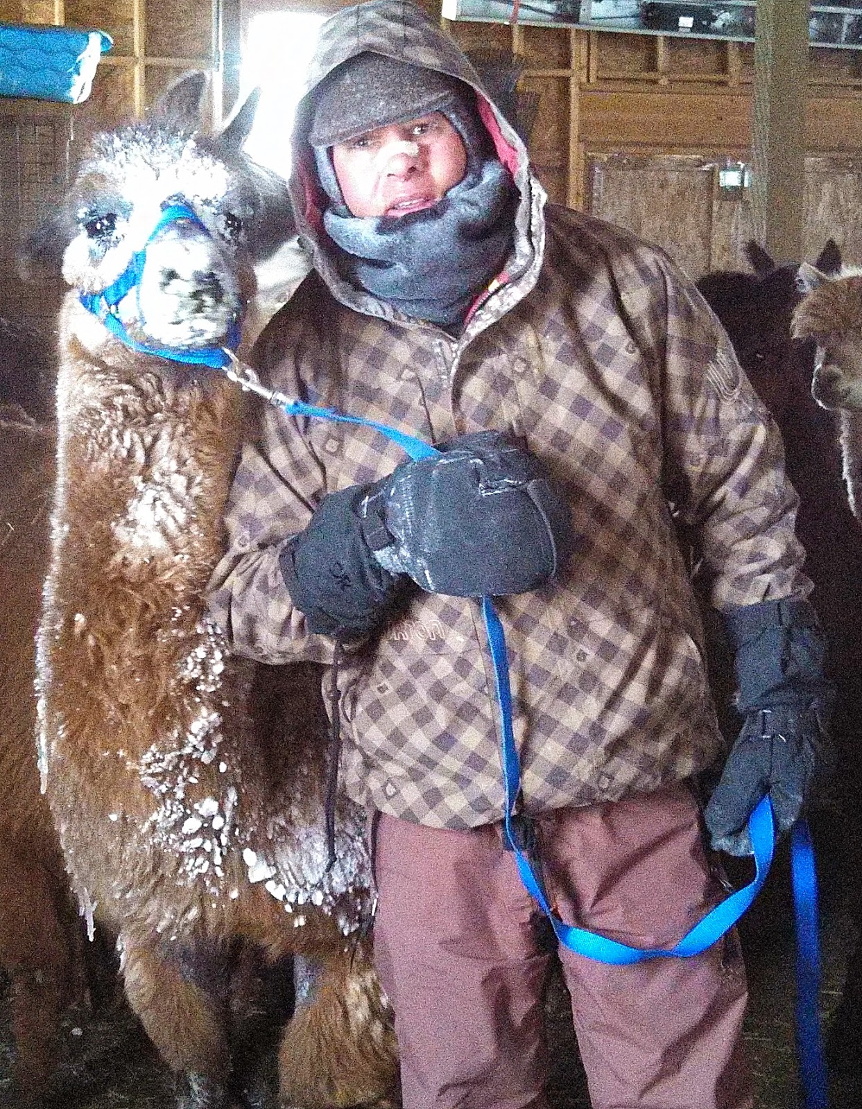 James Budd and Snuffy the llama freezing on a snowy winter day