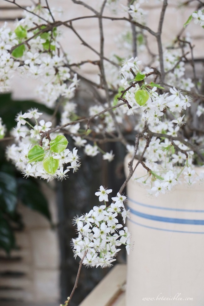 John Toft Basketry Early Blooming Shrubs