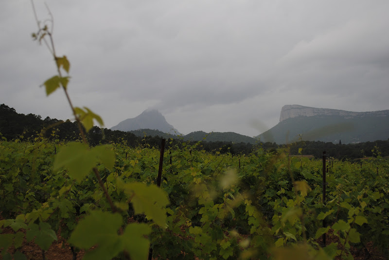 Ma Vie Provençale Les Vignes Buissonnieres en Pic Saint Loup Ma Vie Provençale Les Vignes Buissonnieres en Pic Saint Loup