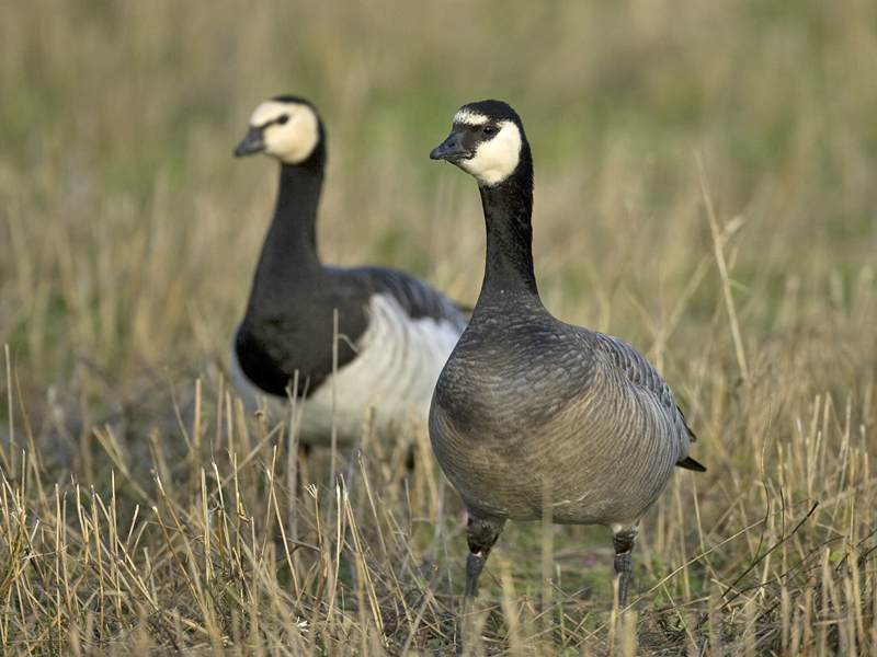 Bird Hybrids Barnacle Goose x Canada Goose