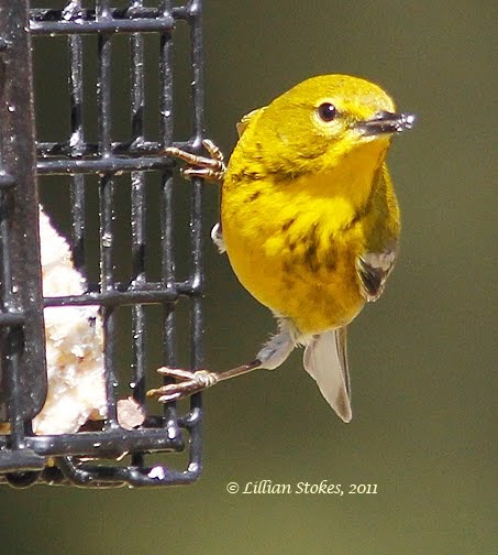 stokes birding blog pine warbler eating suet stokes birding blog pine warbler eating suet