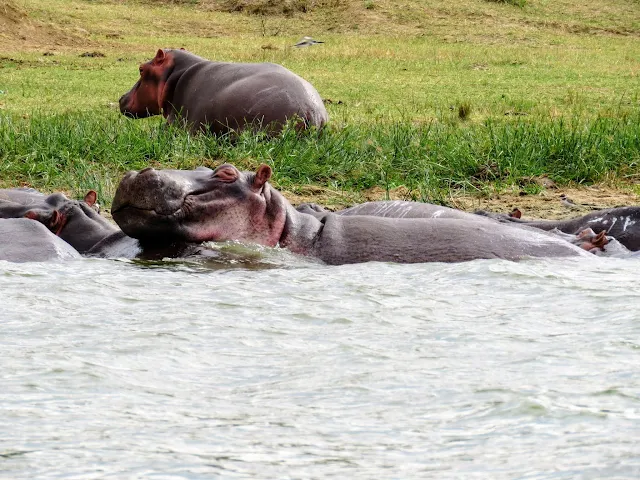 Hippos on the Kazinga Channel in Queen Elizabath National Park Uganda