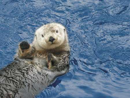 Funny Sea Otter Beautiful Photos 2012 - Pets Cute and Docile