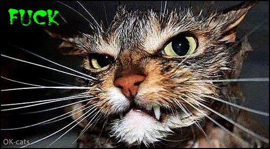 ART Cat GIF with caption • Wet cat is angry he hates bath time and his humans. "FUCK YOU!" ART Cat GIF with caption • Wet cat is angry he hates bath time and his humans. "FUCK YOU!"