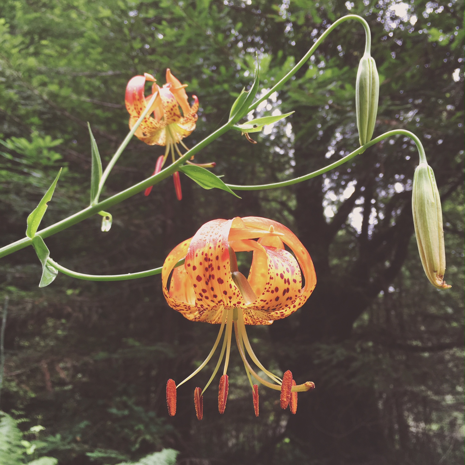 An Introduction To The Wild Plants Of Northern California