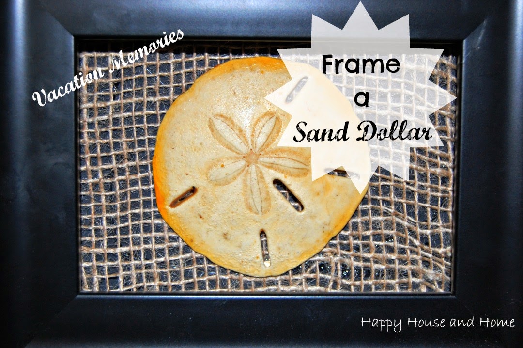 sand dollar, framed sand dollar, DIY wall art