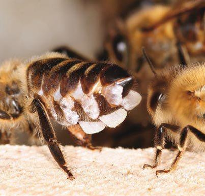 Glándulas de abejas produciendo escamas de cera - Glands of bees produce wax flakes.