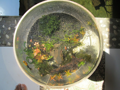 akuarium kecil akuarium kecil