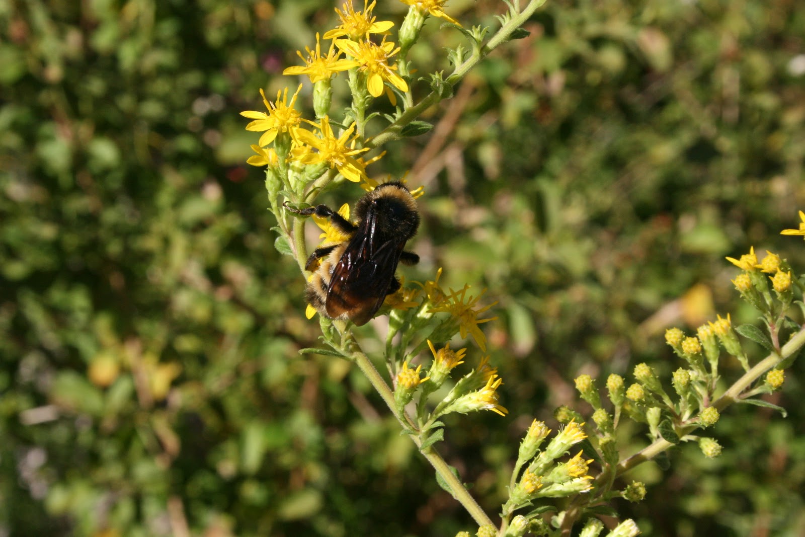 Native Florida Wildflowers October 2011