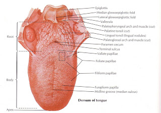 Anatomi Gastroenterohepatologi : Lingua (Morfologi)