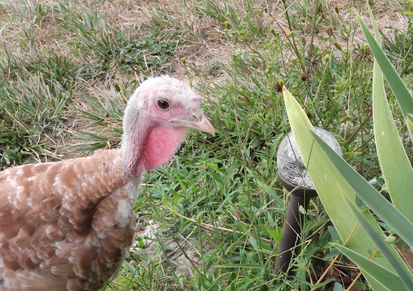 Ruthlynn's World Baby Turkeys