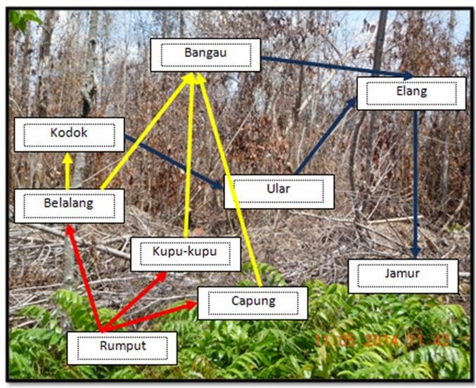 Gambar Rantai Makanan Hutan Oleh Welly Yusup Kompasiana