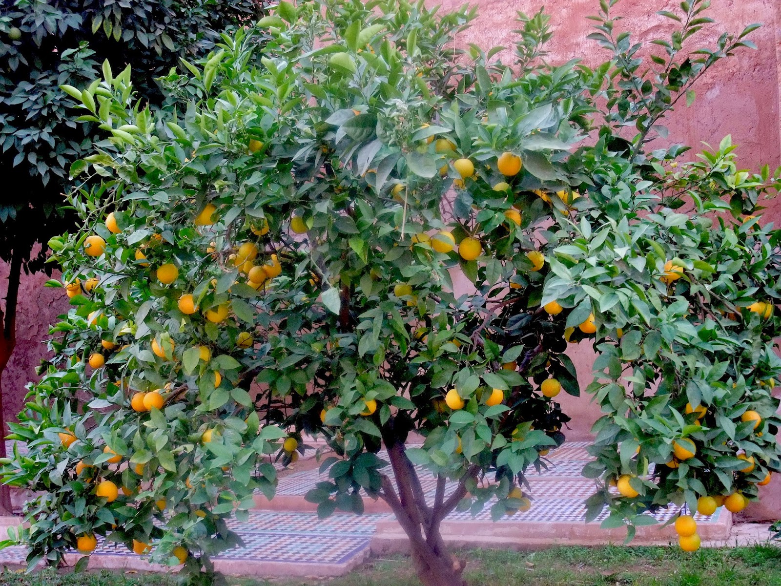 All About Orange Blossom Water Cooking with Amy A Food Blog